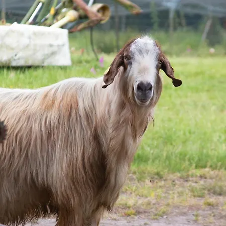 Ag Casa Branas, En Aldea Rural Gallega
