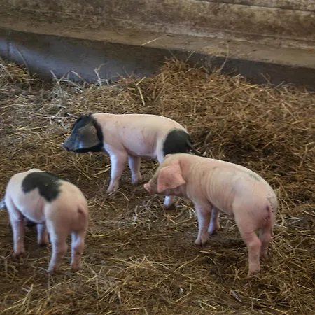 Ag Casa Branas, En Aldea Rural Gallega Casa vacanze