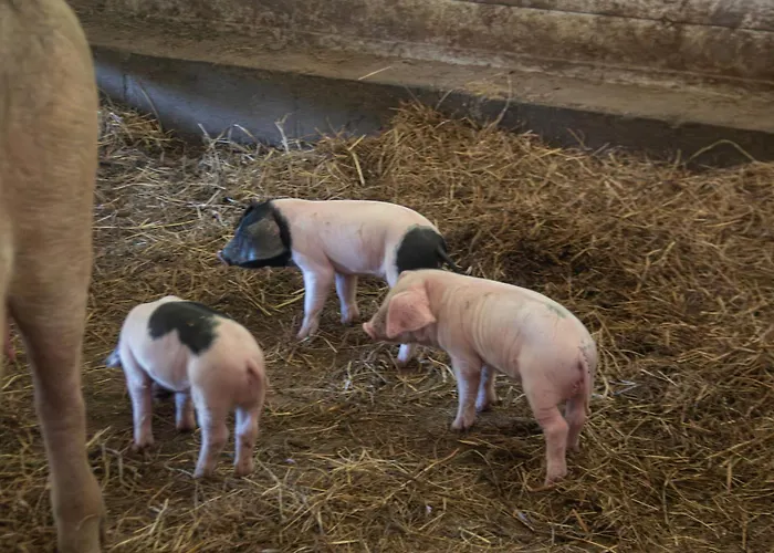 Ag Casa Branas, En Aldea Rural Gallega 別荘